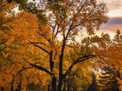 Sunrise Over A Fall Park