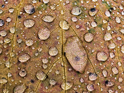 Leaf Veins 