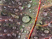 Leaf Veins 