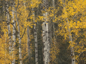 Matachewan Birch Trees