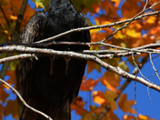 Turkey Vulture