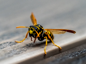 Hornet Macro