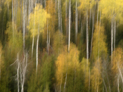 Painterly Birch's