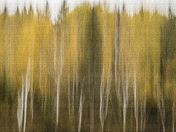 Painterly Birch's