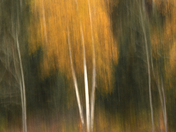 Painterly Birch's