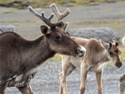 Caribou Family