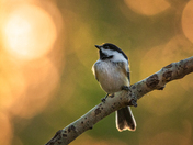 Late afternoon visitor