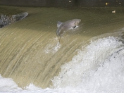 Salmon run 