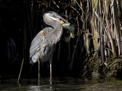 Blue Heron - Shore Lunch