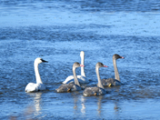 October Swans