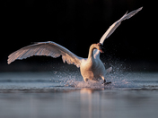 Trumpeter Touching Down