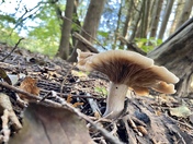 The Woods Are Calling and I ‘Mush’ Go. 