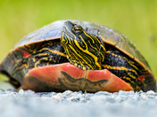 Painted Turtle Smile