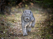 Lynx on the Prowl
