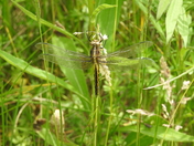 Dragonfly resting