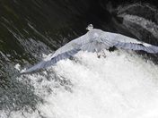 Heron in Flight