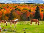 Autumn Daydream 🍂 