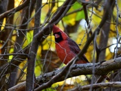 Curious cardinal