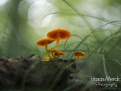 Fairyland at Kings Forest