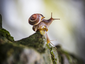 Snails at waterfall 