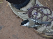 Chickadee sitting on a shoe.