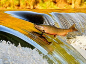 Fall Reflection and colour