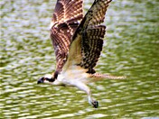 Osprey