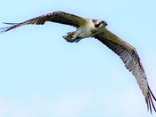 Osprey