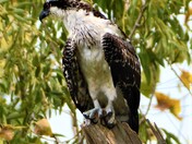 Osprey