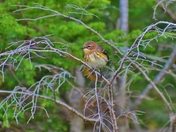 Yellow rumped warbler.