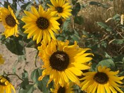 Last of the Sunflowers