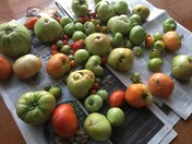 Fall Tomatoes 