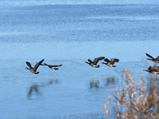 Autumn Geese 