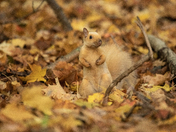 Blond Squirrel in the Autumn leaves