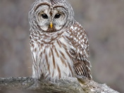 Barred Owl