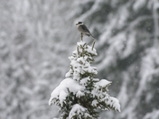 Grey Jay on a Snowy Day