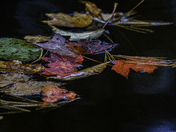 Collected Memories
