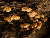 Fungus