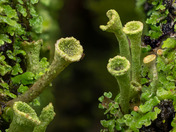 Trumpet Lichen