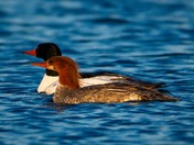 Out for an evening swim