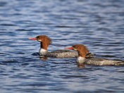 Common Merganser
