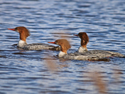 Common Merganser