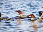 Common Merganser