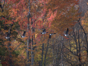 Autumn 