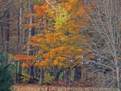 Autumn 