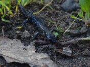 Blue Spotted Salamander