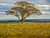Field of Gold