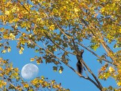 Squirrel and Morning Moonset, autumn scene 