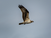Soaring Osprey