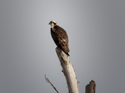 Soaring Osprey